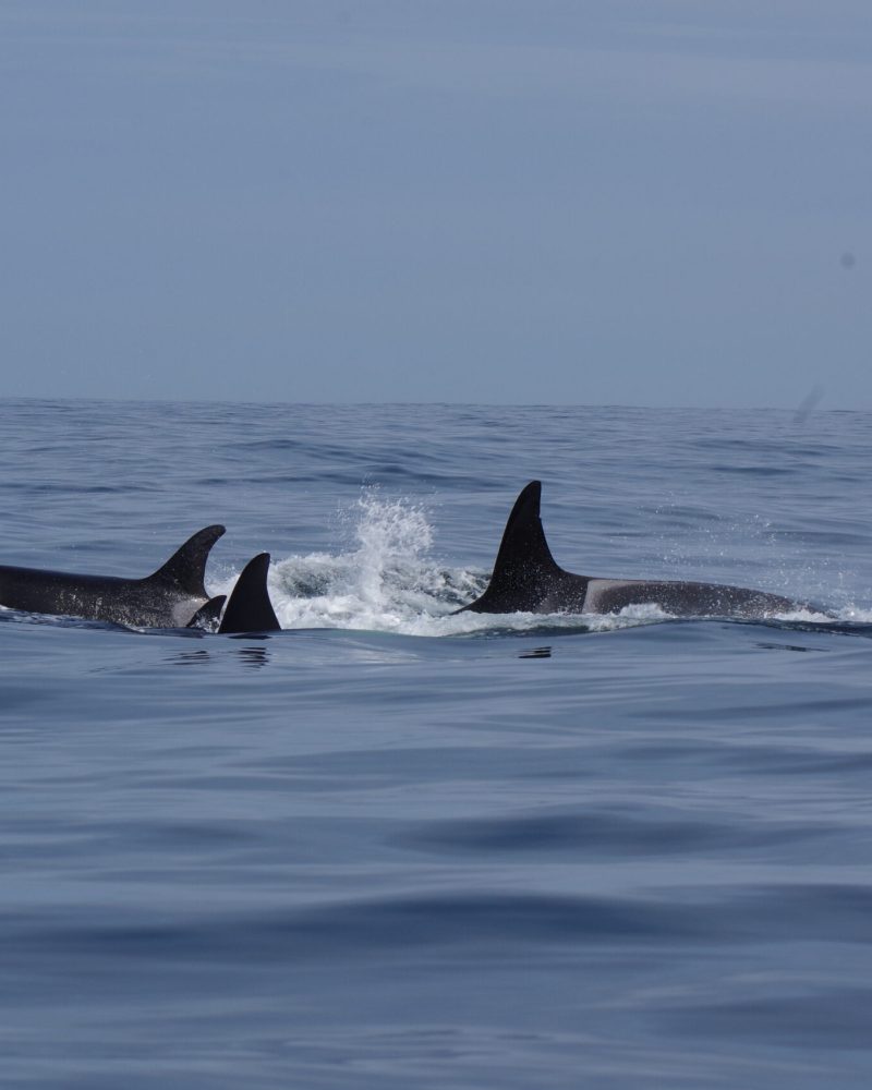 Orcas