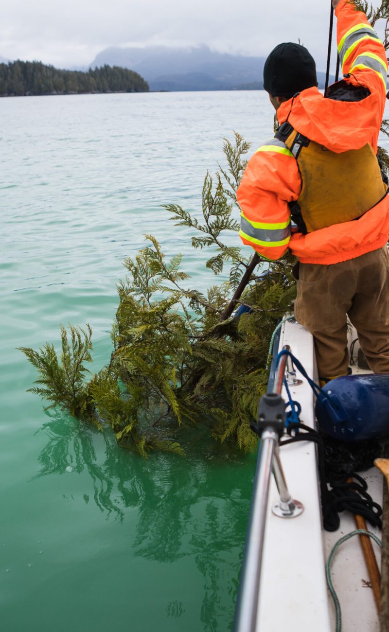 Toquaht fisher dropping cedar boughs